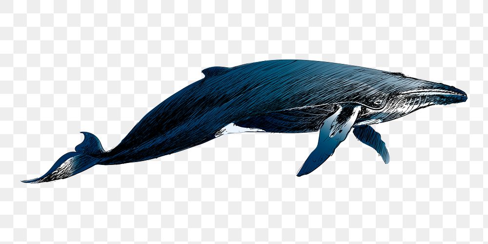 Png Humpback whale  animal illustration, transparent background