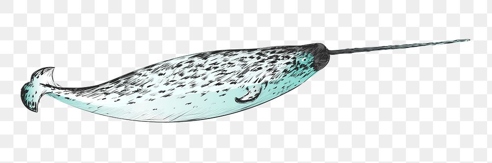 Png Narwhal  animal illustration, transparent background