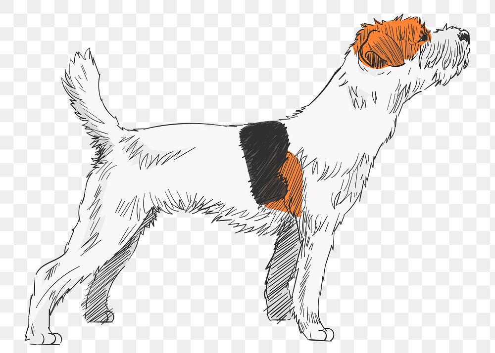 Png Jack Russell Terrier dog  animal illustration, transparent background