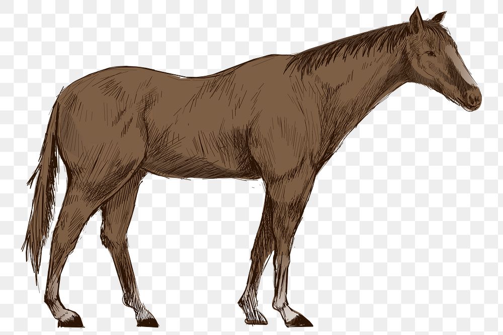 Png brown horse  animal illustration, transparent background