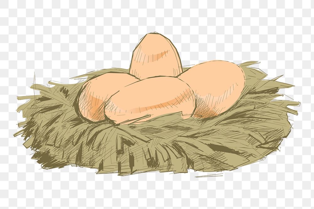 Png eggs nest  animal illustration, transparent background