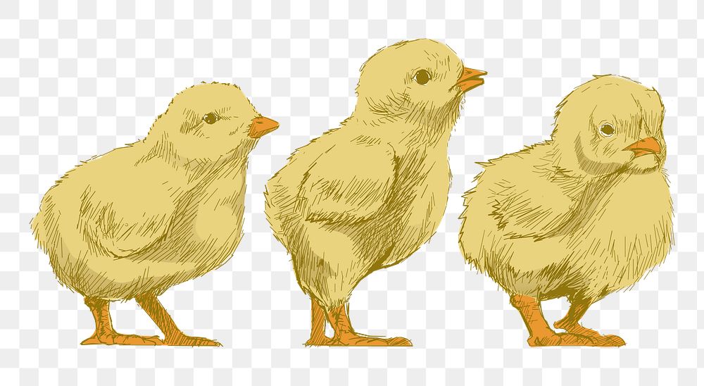 Png baby chicks  animal illustration, transparent background