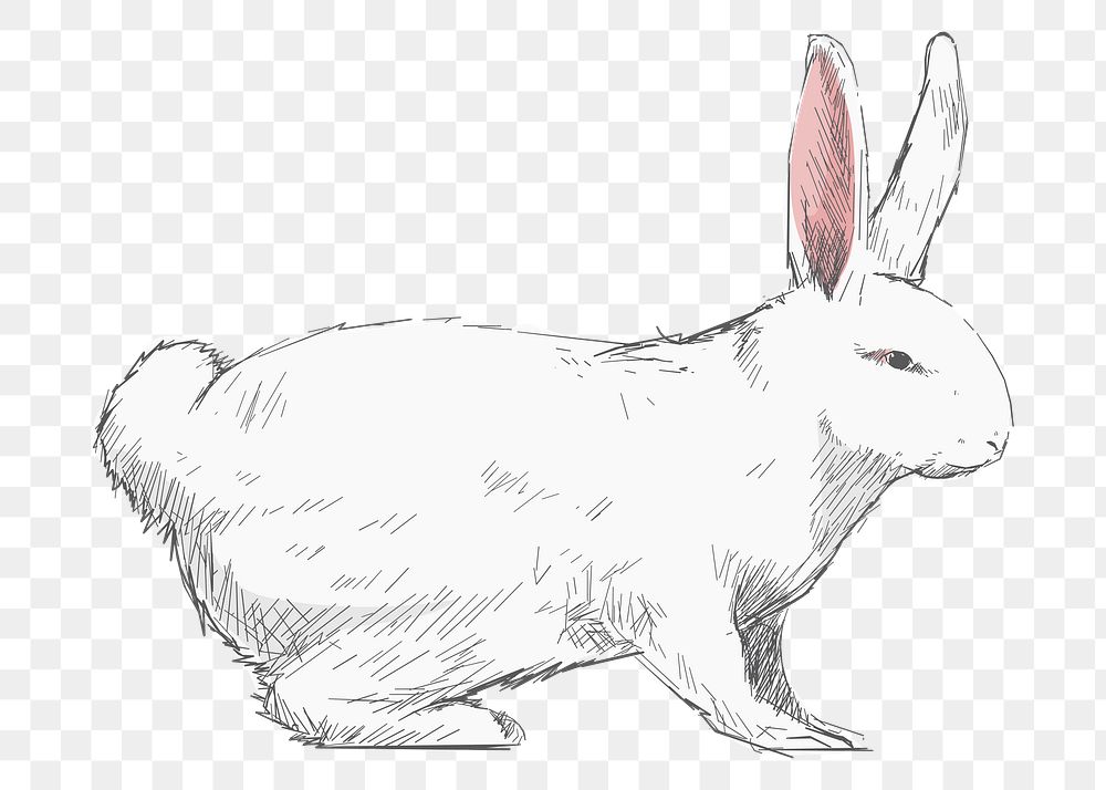 Png white rabbit  animal illustration, transparent background
