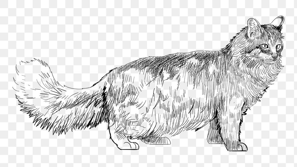 Png Maine Coon cat  animal illustration, transparent background