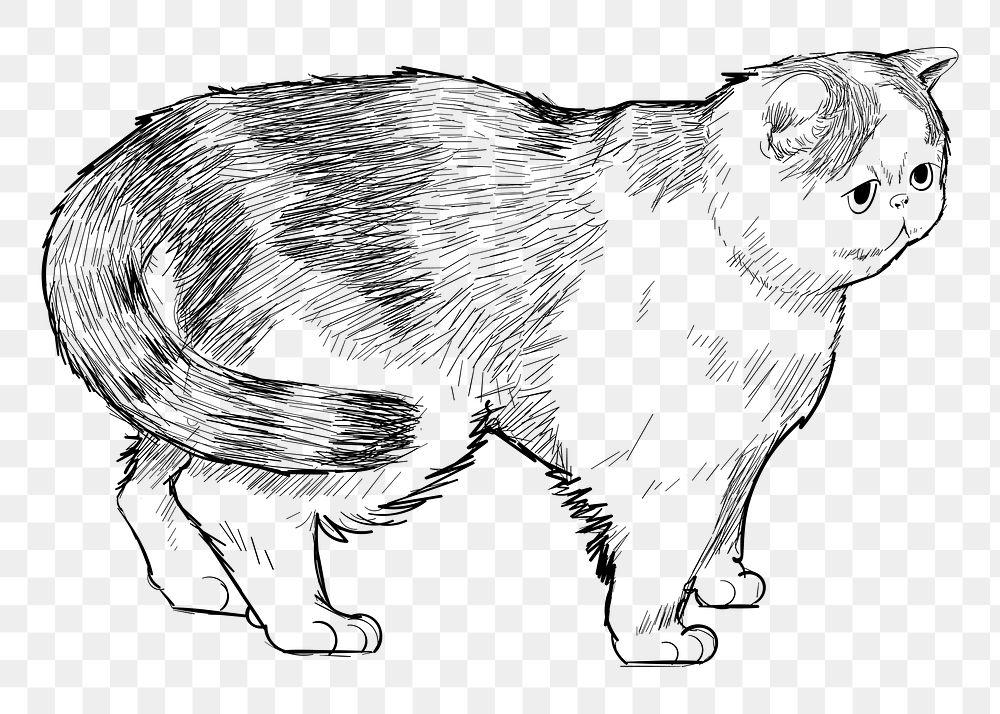 Png Exotic Shorthair cat  animal illustration, transparent background