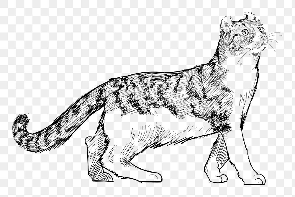 Png American Curl cat  animal illustration, transparent background
