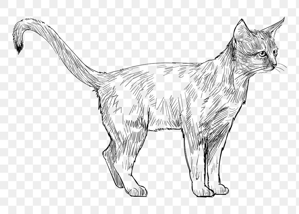Png Abyssinian cat  animal illustration, transparent background