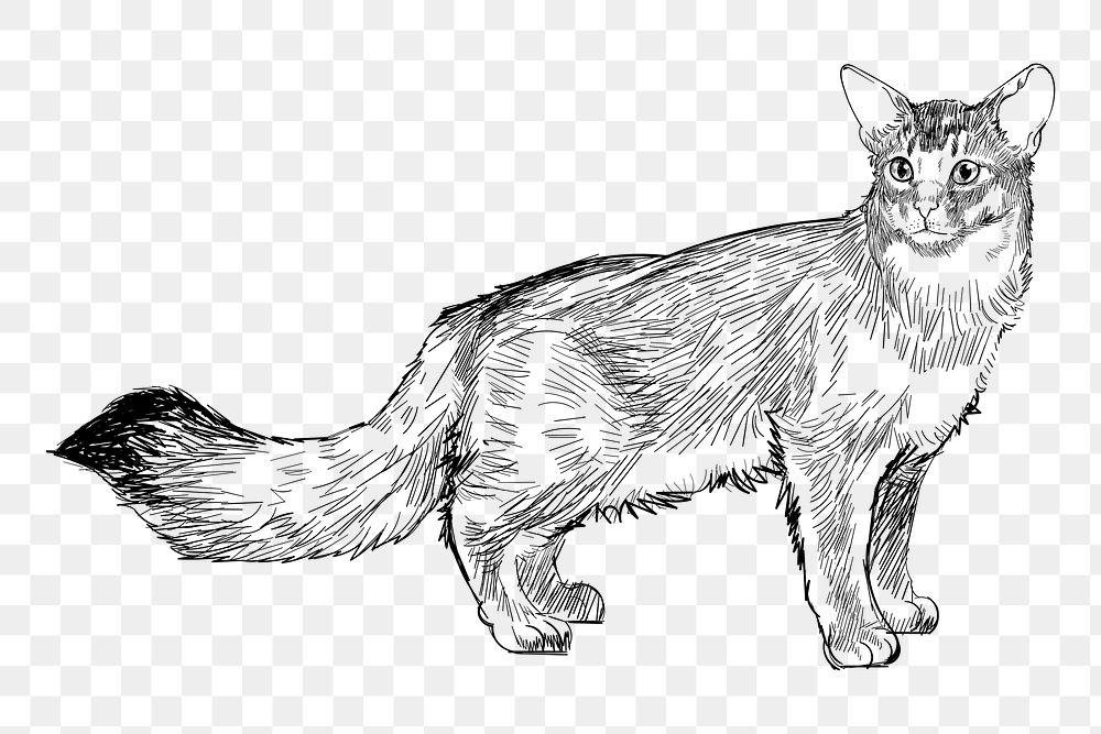 Png Somalis cat  animal illustration, transparent background