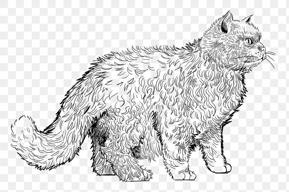 Png Selkirk Rex cat  animal illustration, transparent background