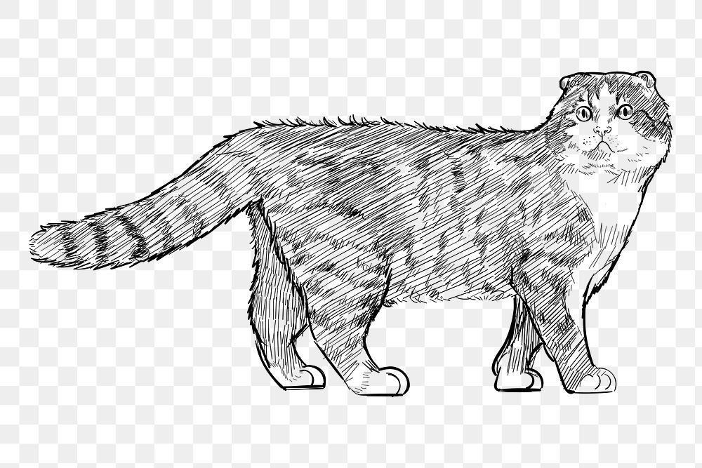 Png Scottish Fold cat  animal illustration, transparent background