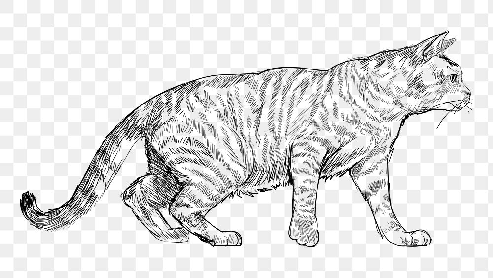 Png Toyger cat  animal illustration, transparent background