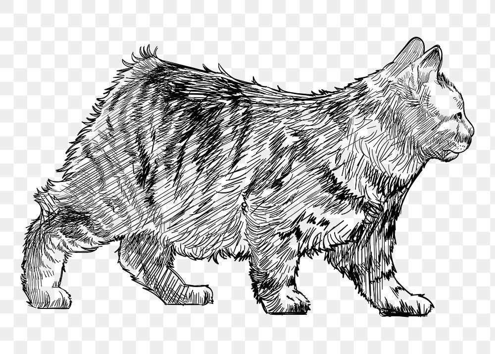 Png Manx cat  animal illustration, transparent background