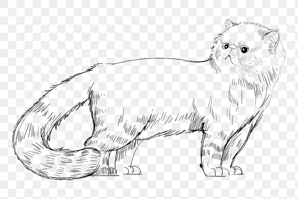 Png Himalayan cat  animal illustration, transparent background