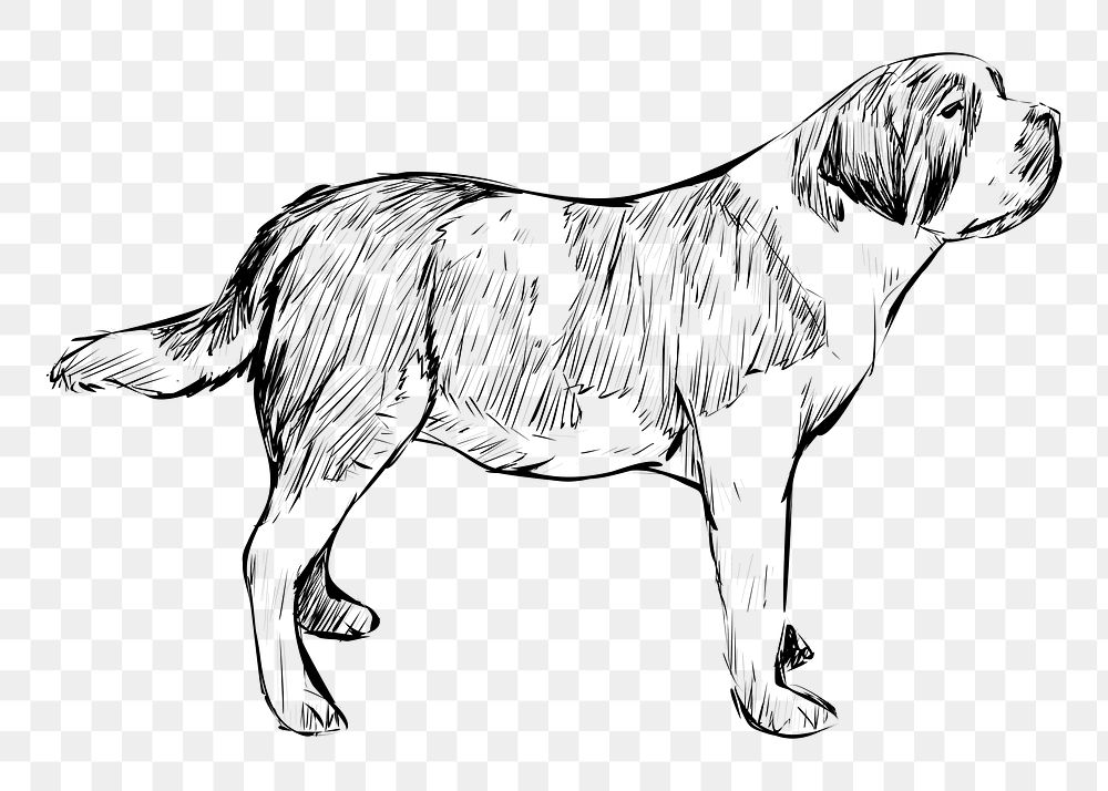 Png Saint Bernard dog  animal illustration, transparent background