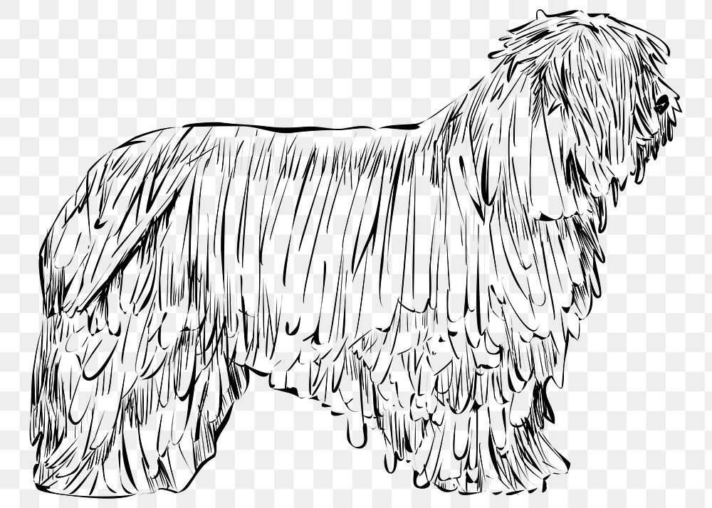 Png Briard dog  animal illustration, transparent background