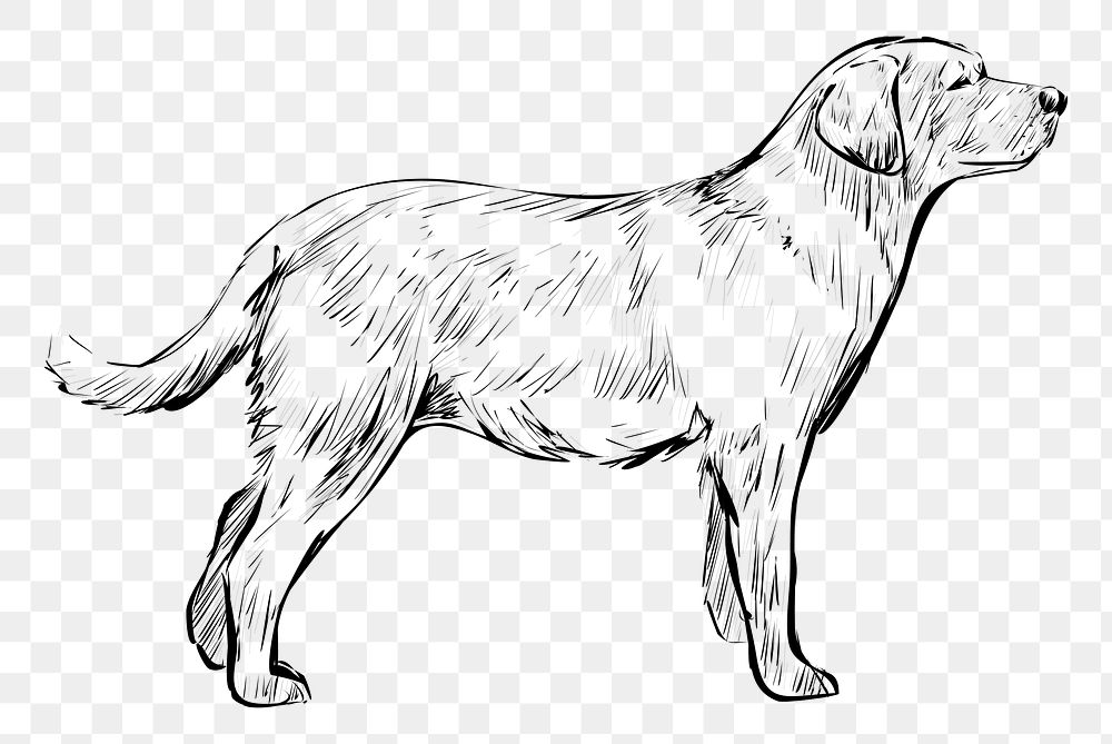 Png Labrador dog  animal illustration, transparent background