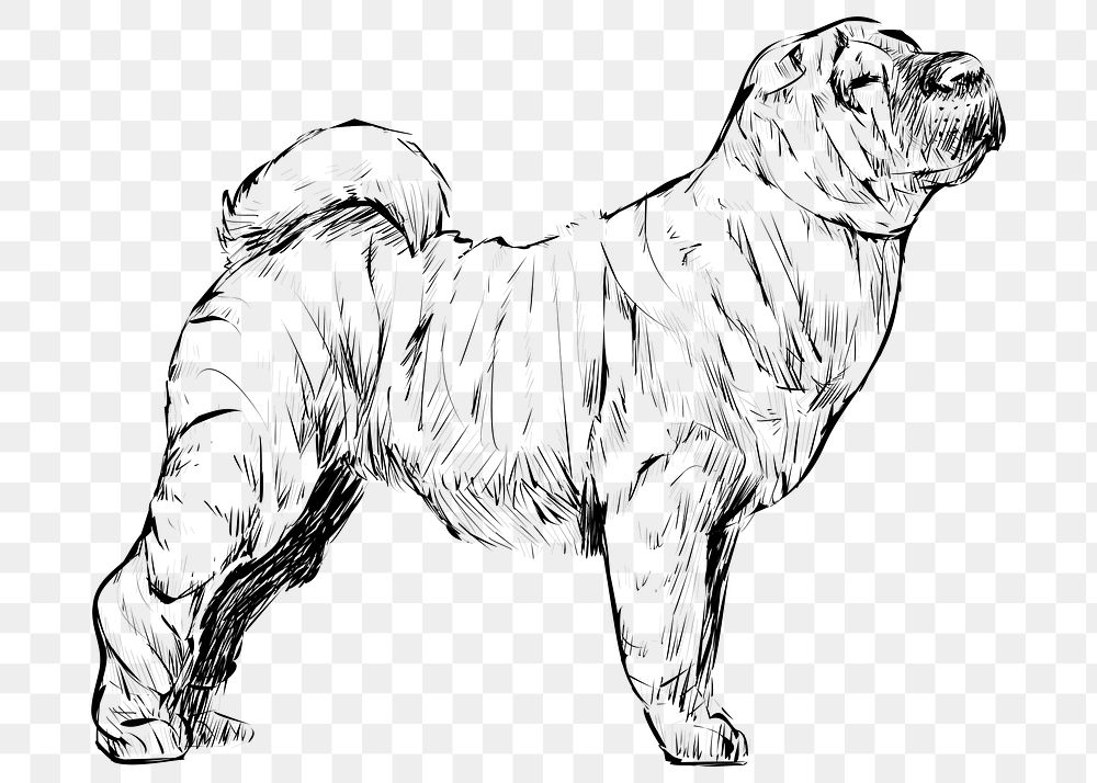 Png Shar Pei dog  animal illustration, transparent background