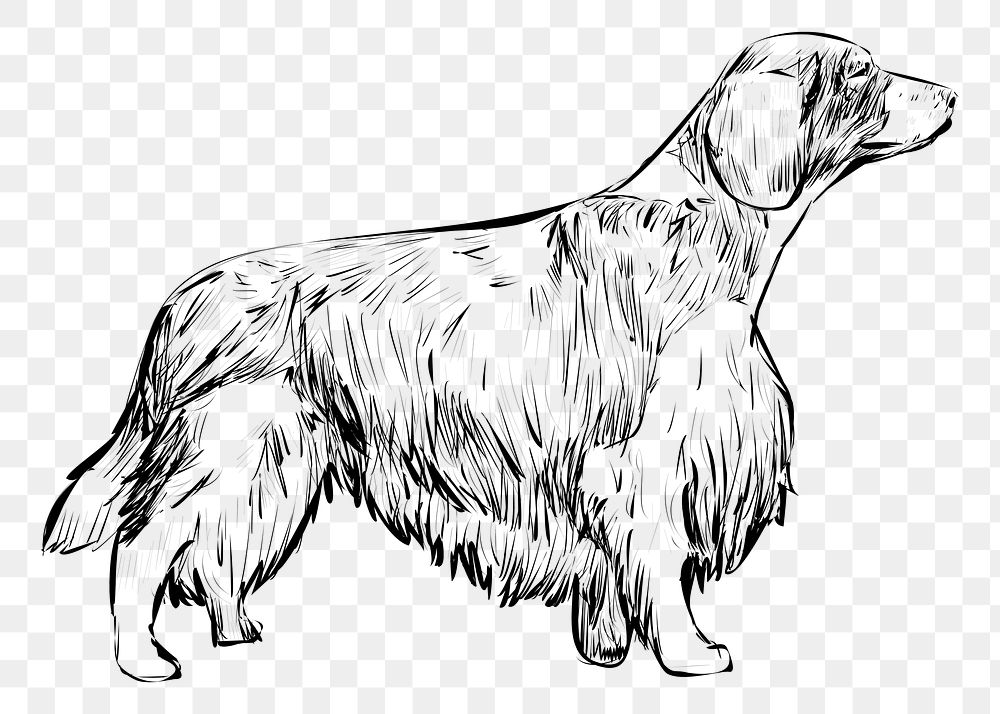 Png Spaniel Welsh Springer dog  animal illustration, transparent background