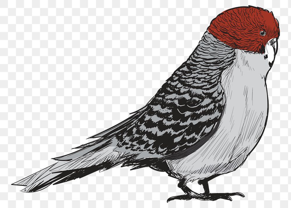 Png Red-headed Finch bird  animal illustration, transparent background