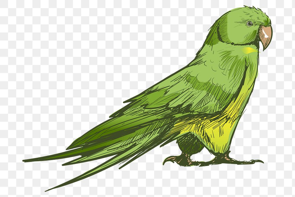 Png Green parrot  animal illustration, transparent background