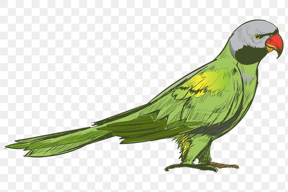 Png Grey-headed parakeet  animal illustration, transparent background