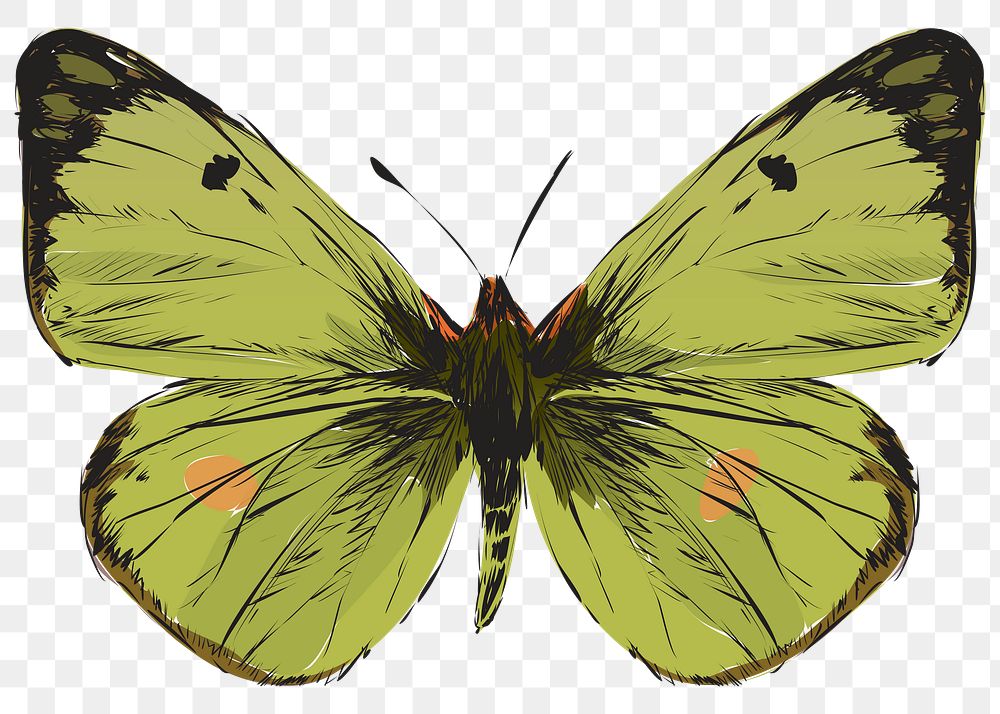 Png green butterfly  animal illustration, transparent background
