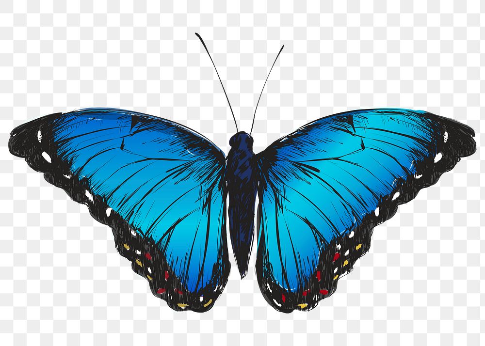 Png Blue Morpho butterfly  animal illustration, transparent background