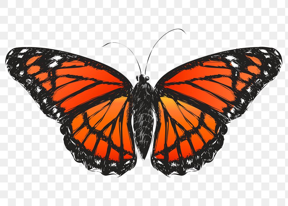 Png Monarch butterfly  animal illustration, transparent background