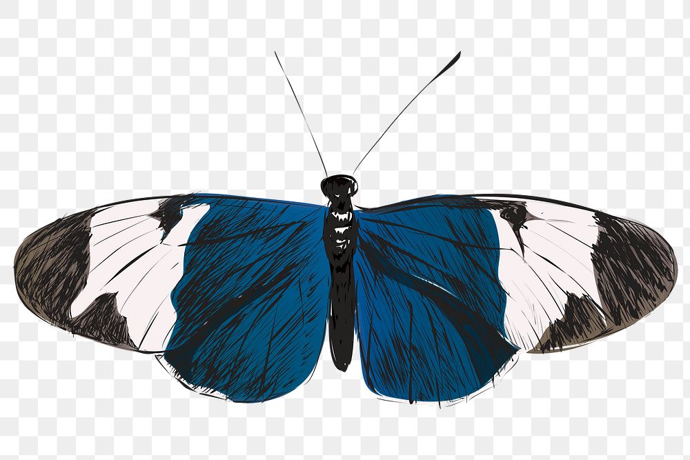 Png Sapho Longwing butterfly  animal illustration, transparent background