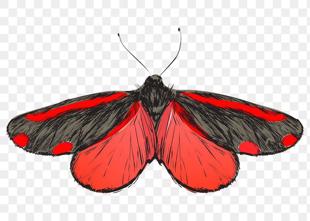 Png Cinnabar moth  animal illustration, transparent background