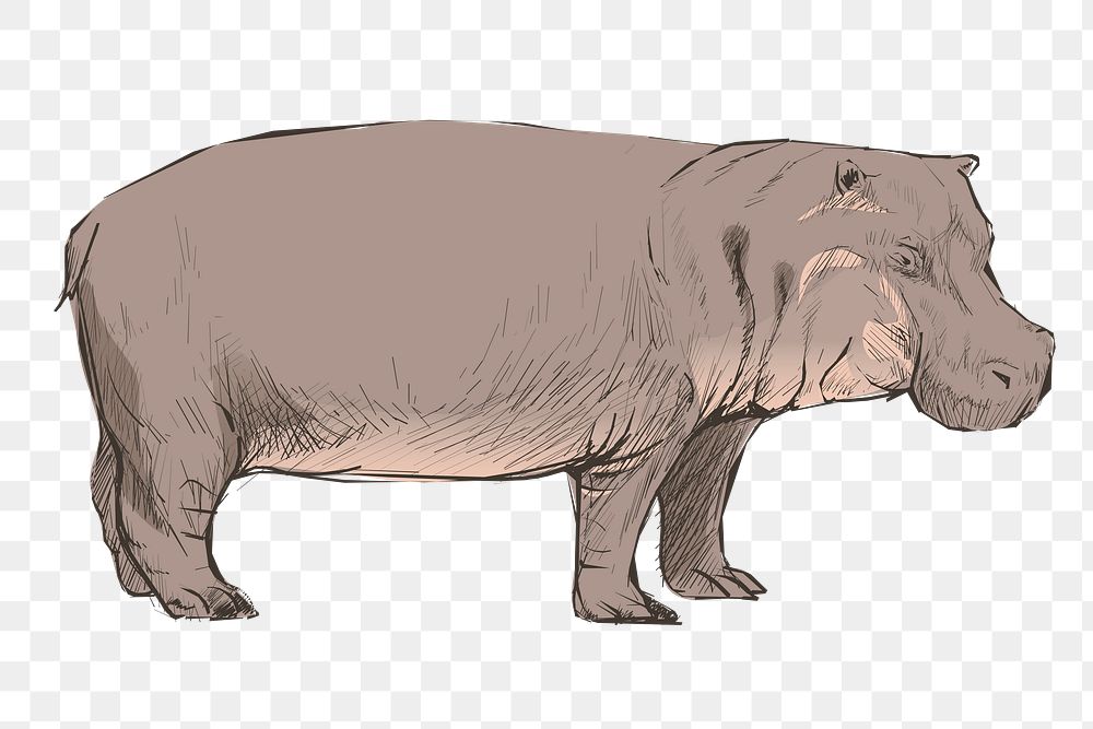 Png Hippopotamus sketch  animal illustration, transparent background