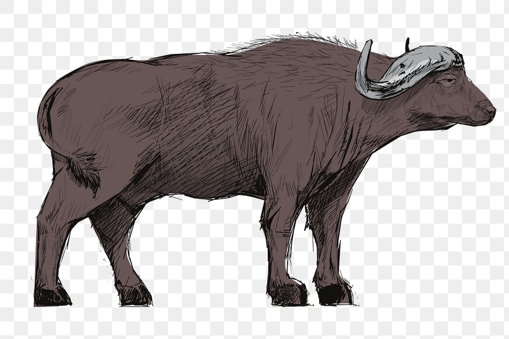 Png gray buffalo  animal illustration, transparent background