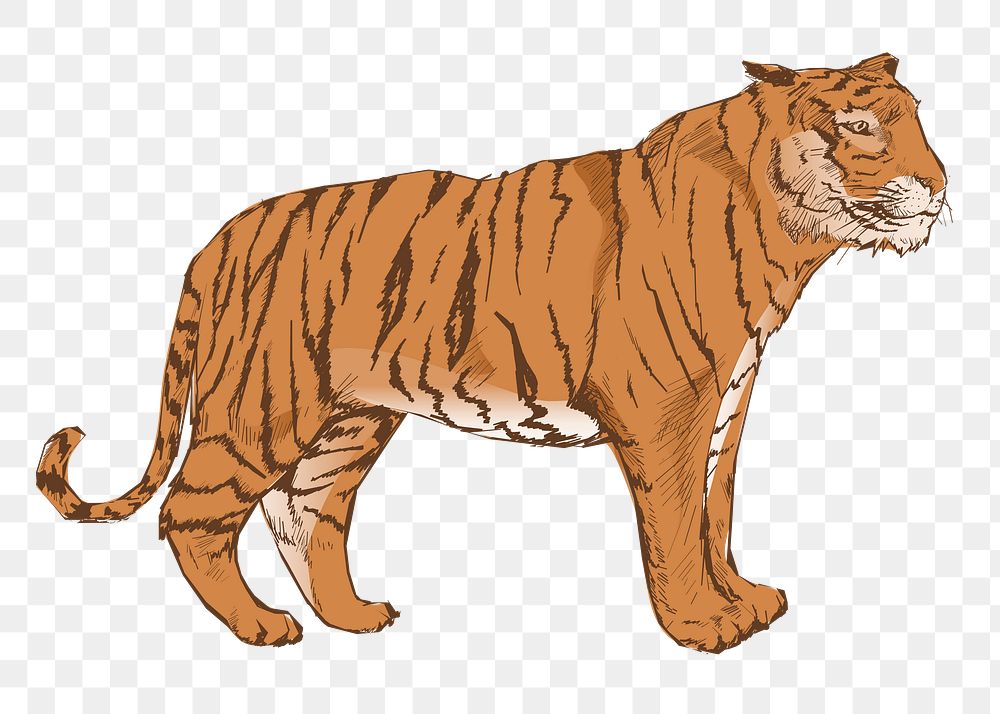 Png orange tiger  animal illustration, transparent background