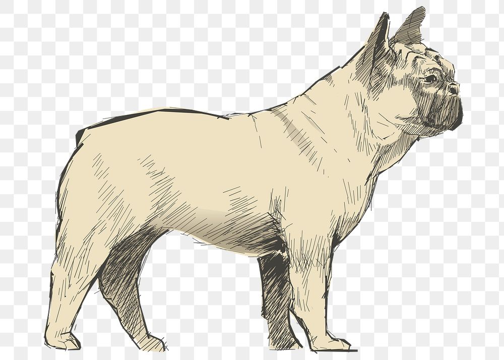 Png French Bulldog  animal illustration, transparent background