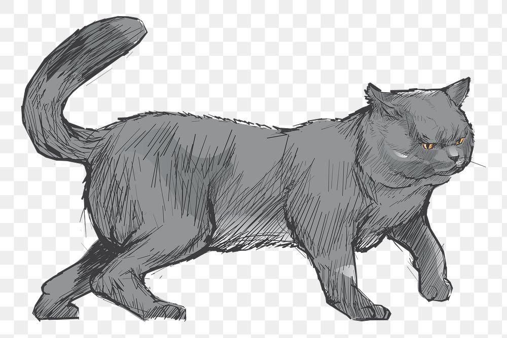 Png Chartreux gray cat  animal illustration, transparent background