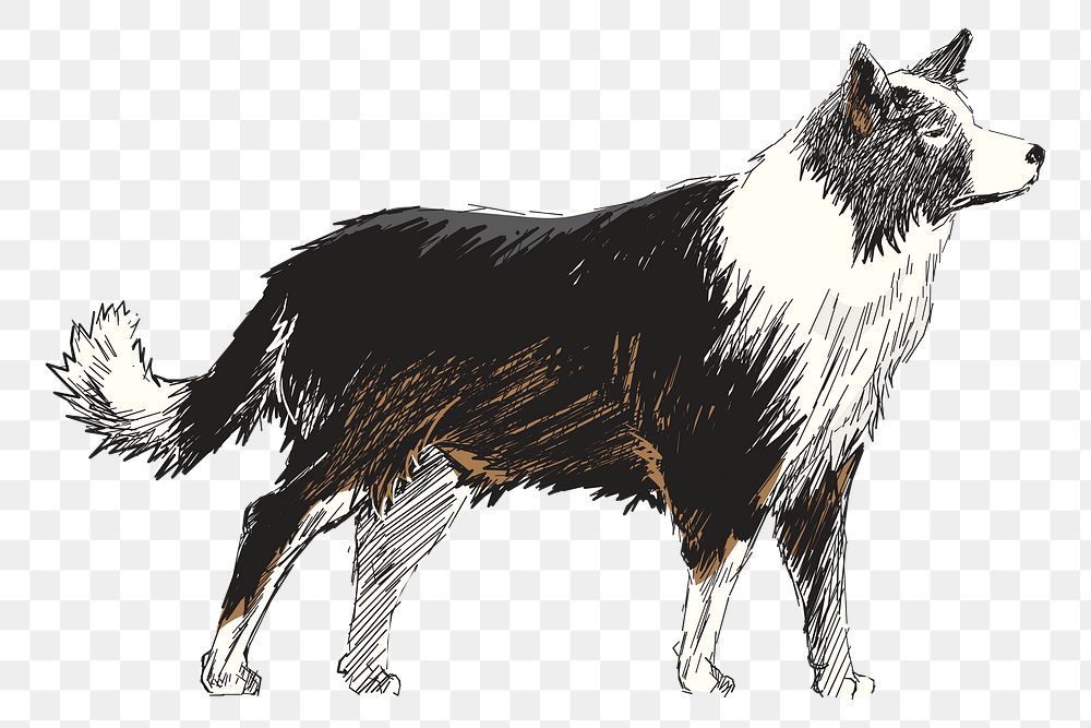 Png Boder Collie dog  animal illustration, transparent background