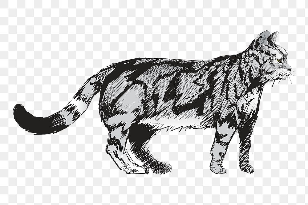 Png American Shorthair cat  animal illustration, transparent background