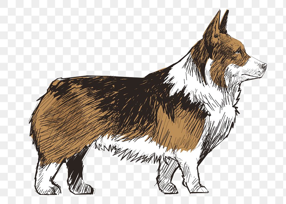 Png Welsh Corgi dog  animal illustration, transparent background