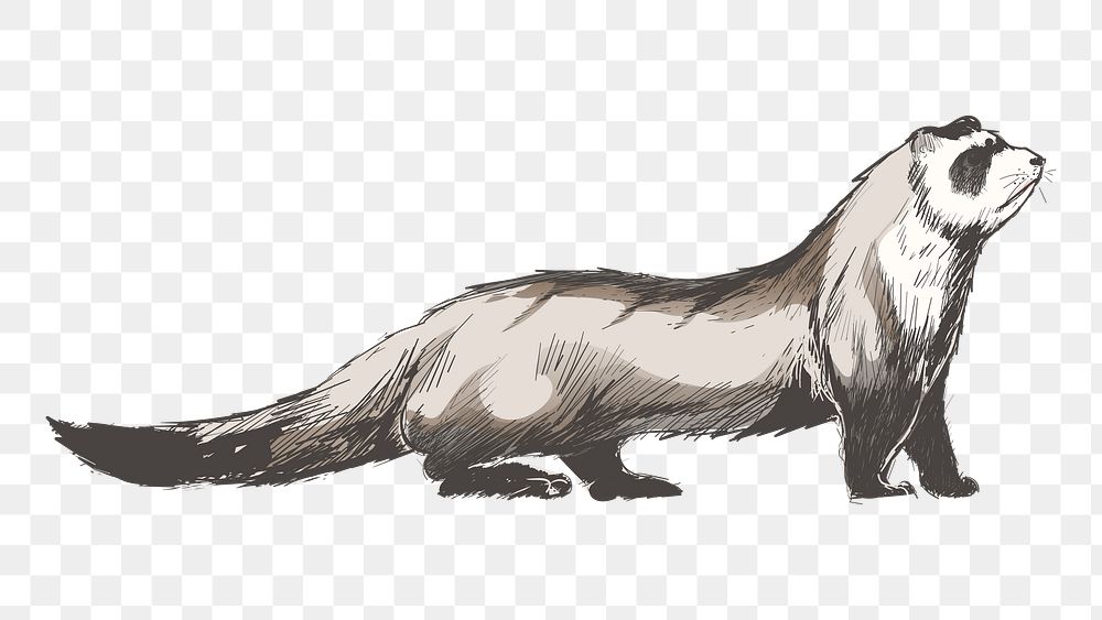 Png cute ferret  animal illustration, transparent background