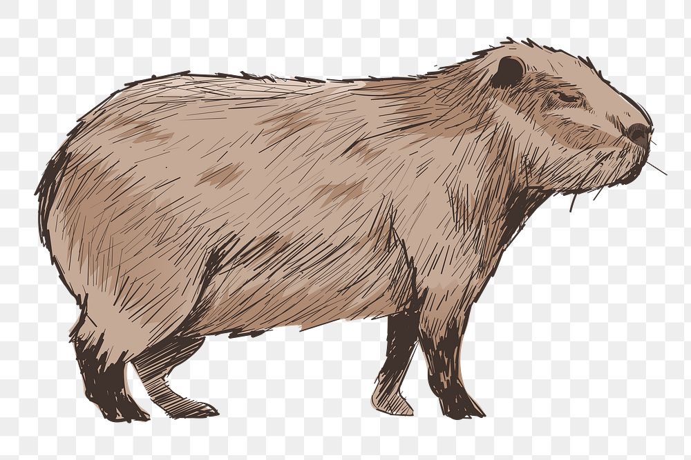 Png cute Capybara  animal illustration, transparent background