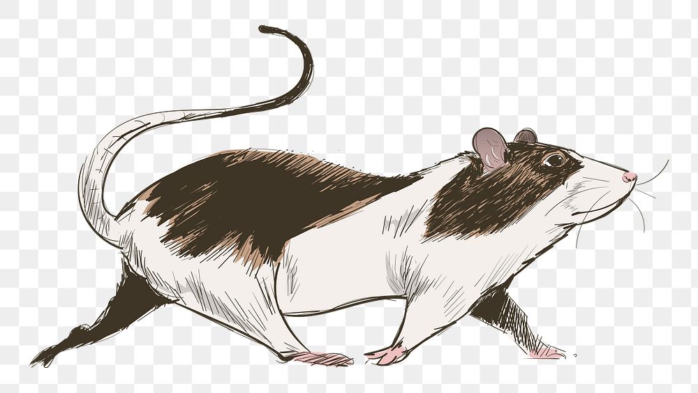 Png mouse walking  animal illustration, transparent background