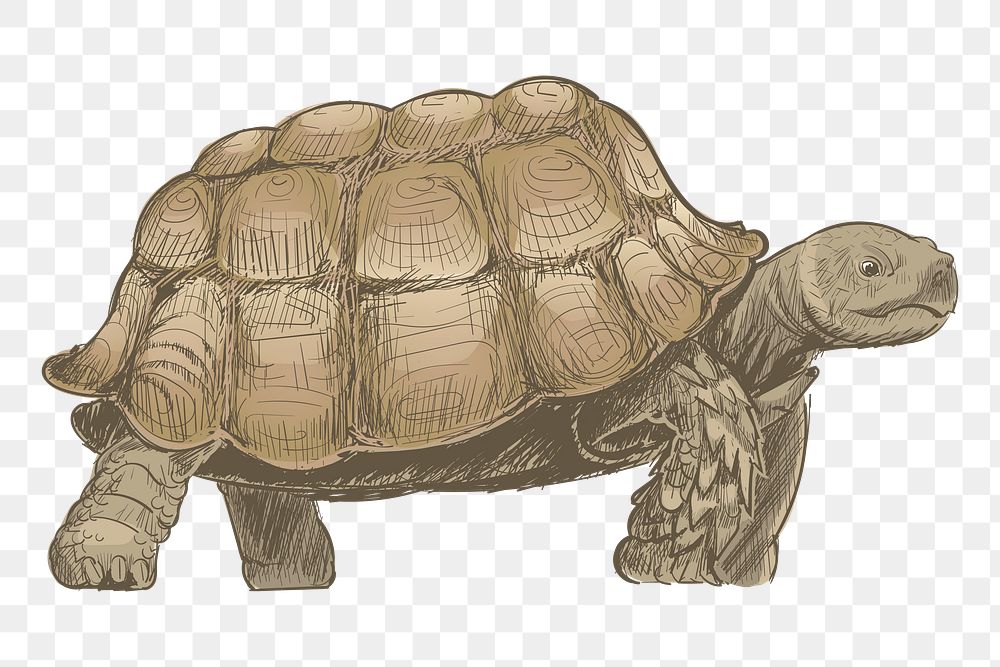 Png brown turtle  animal illustration, transparent background