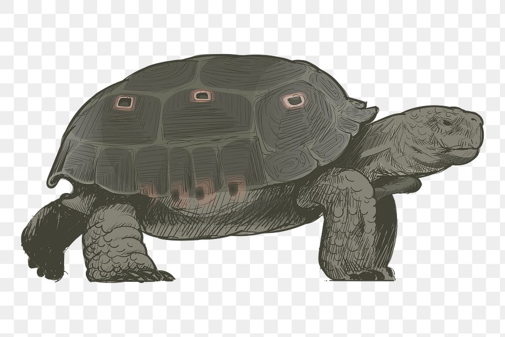 Png dark green turtle  animal illustration, transparent background