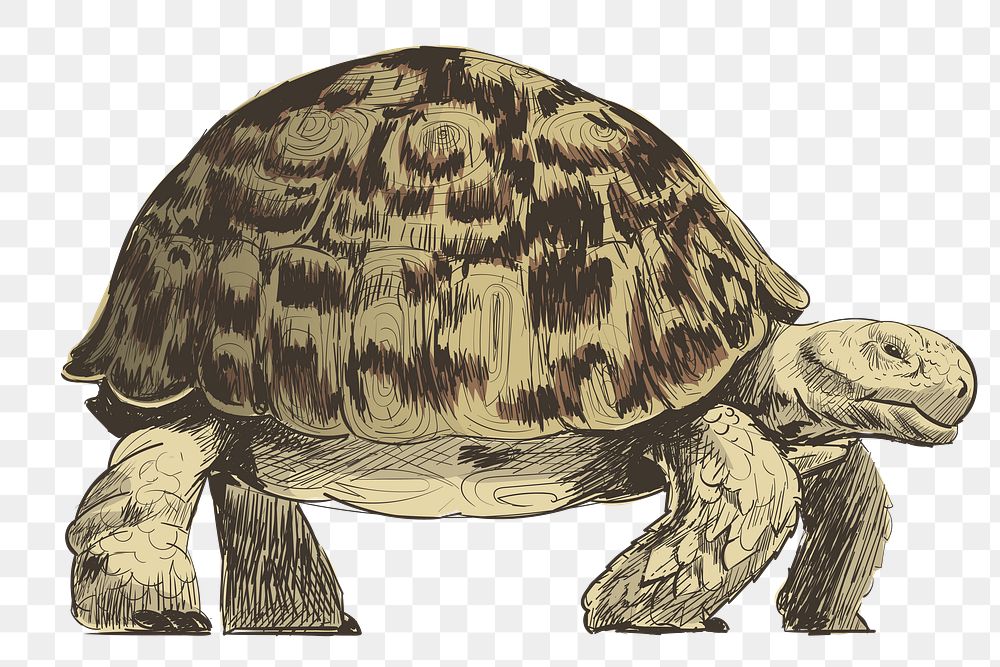 Png big turtle  animal illustration, transparent background