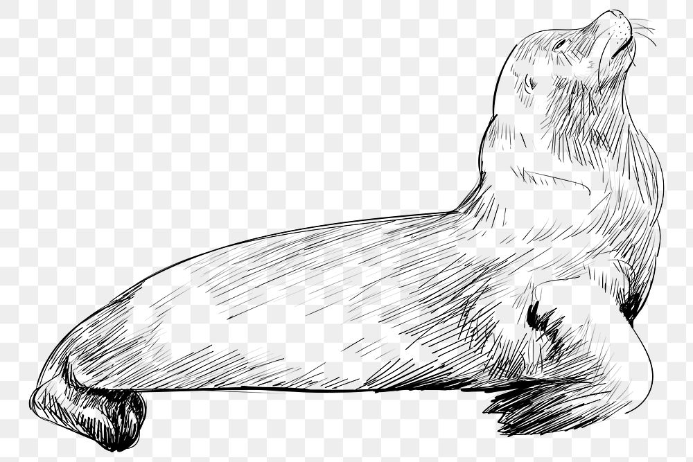 Png Sea Lion  animal illustration, transparent background