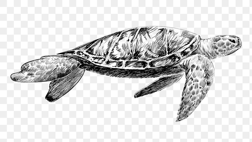 Png Sea turtle  animal illustration, transparent background