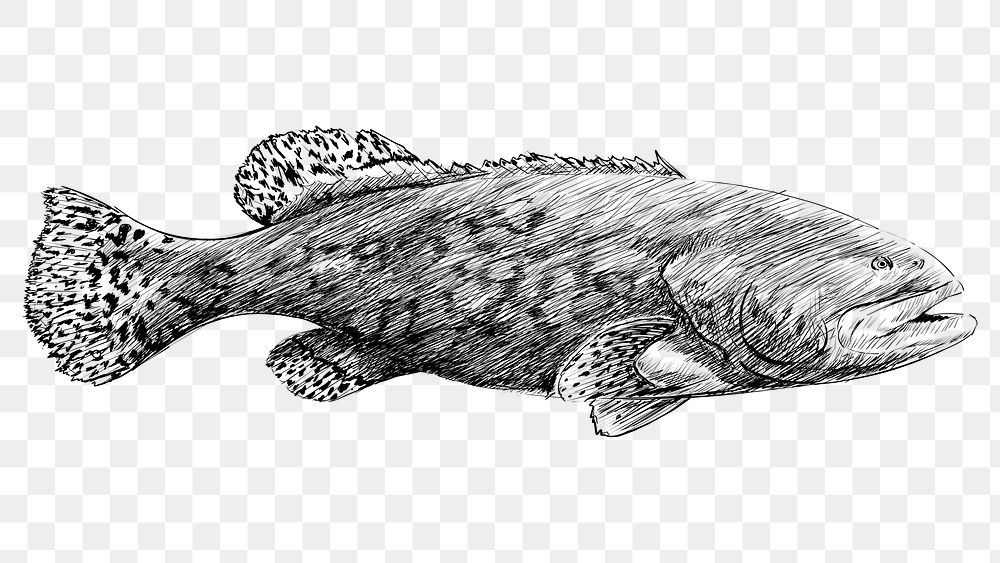 Png fish sketch  animal illustration, transparent background