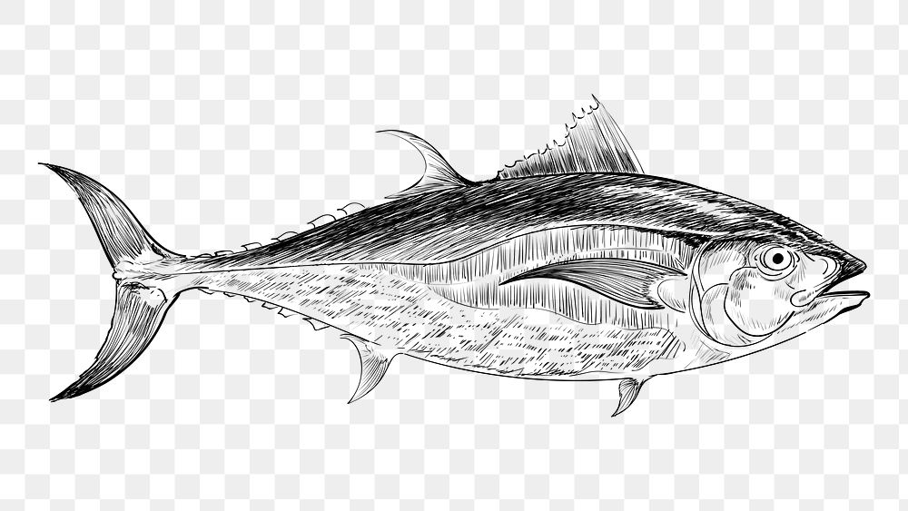 Png Tuna fish sketch  animal illustration, transparent background
