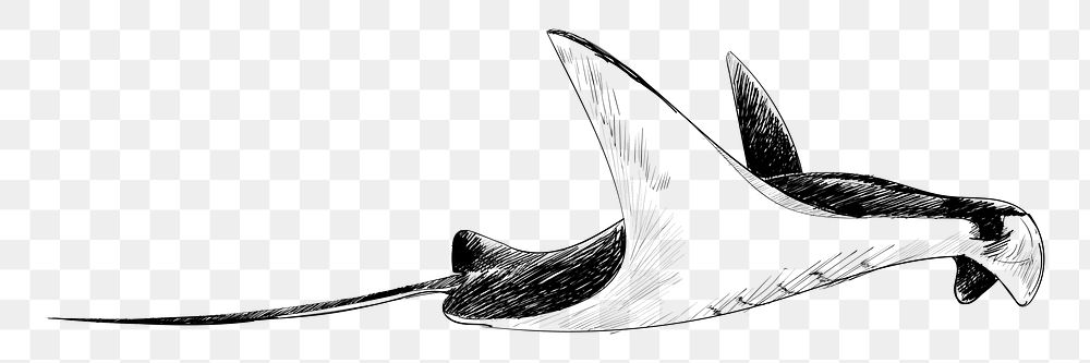 Png Stingray  animal illustration, transparent background