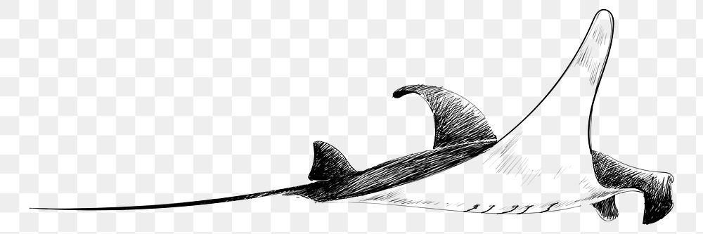 Png Stingray  animal illustration, transparent background